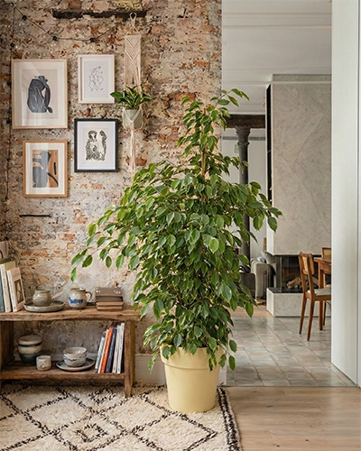 Ficus benjamina en pot, plante d’intérieur au feuillage retombant, idéale pour un salon lumineux.